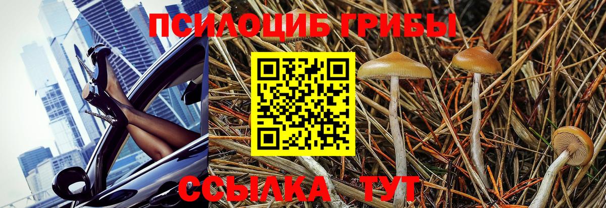 Псилоцибиновые грибы Psilocybe Муром